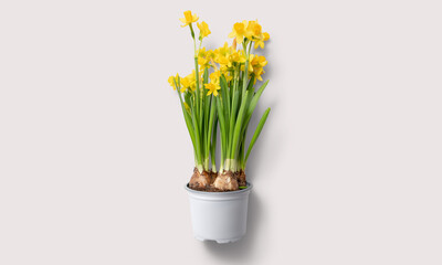 Daffodils plant on a white background