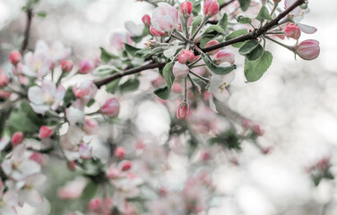 apple-tree flower Bright white illuminated by a bright ray of the spring sun and blue sky on a back background