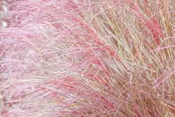 Close up of feather grass strands in pastel colors. Grass strands texture. Organic, rural backdrop.