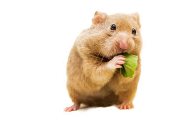 Syrian hamster eating the leaf isolated on white