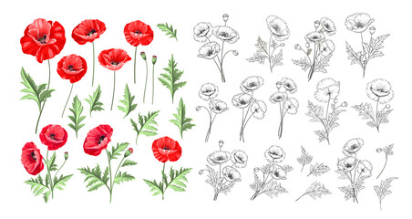 Hand drawn style set of white poppy, botanical illustration of flowers isolated on a white background. White poppies collection.