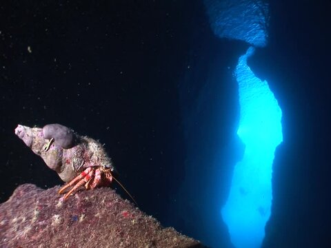 hermit crab underwater close up sea bottom tropical underwater scenery