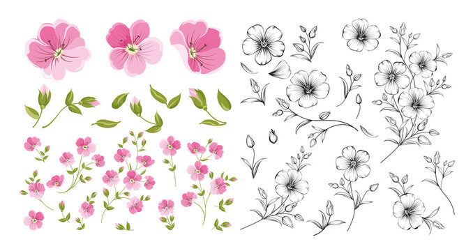 Set of linum flower elements. Collection of flax flowers on a white background. Flower isolated against white. Beautiful set of flowers.