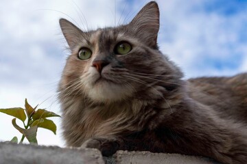 Head shot of a cat sitting on a wall.