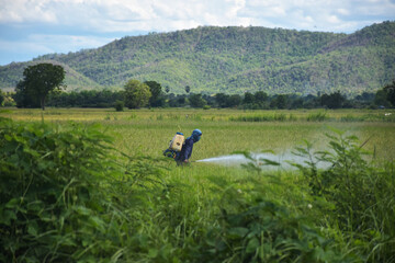 Fototapeta na wymiar Farmers spraying pesticides in green fields.
