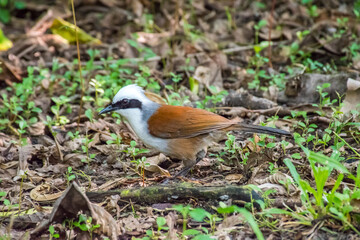 A walking bird White-crested Laughingthrush in park Thailand.
