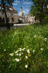 Dresden, Germany. Beautiful chamomile flowers and the Church of Our Lady Frauenkirche in Bruehlschen Garten in Spring season