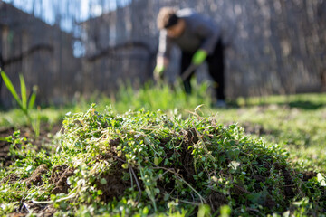 Focus on a pile of uprooted weeds in the garden where organic vegetables are grown. Behind is a senior woman hoeing organic vegetables. Copy Space.