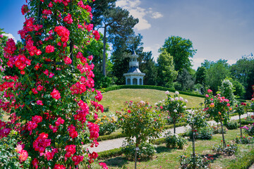 garden with flowers and trees