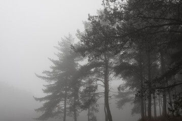 Obraz na płótnie Canvas Beautiful foggy woods
