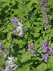 Hummel in Taubnesseln