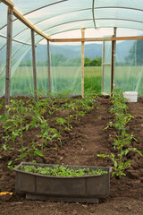 Countryside greenhouse with a harvest of growing tomato in the beautiful mountain valley of Rtanj, Serbia