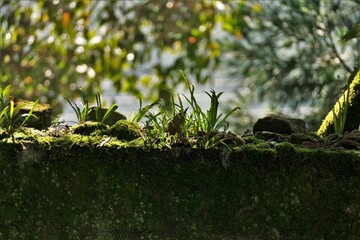 石の上に生えた苔と草
