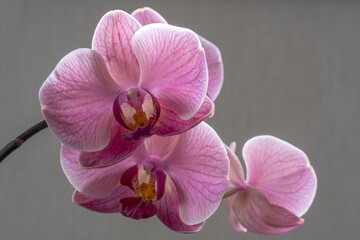 Fototapeta na wymiar Pink orchid with blood vessels.