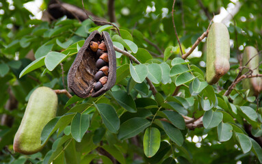 Afzelia xylocarpa pod and seed on the tree.