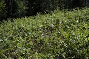 Umwelt und Landschaft im Sommer