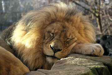 schlafender Löwe im Sonnenlicht