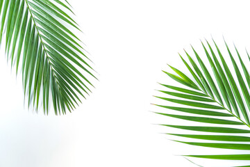 Palm leaf isolated on white background with clipping path. Summer background concept.