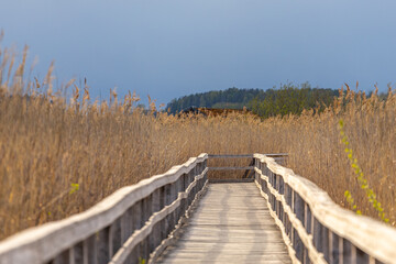 wooden walkway passing in swamps in a national park in Sweden