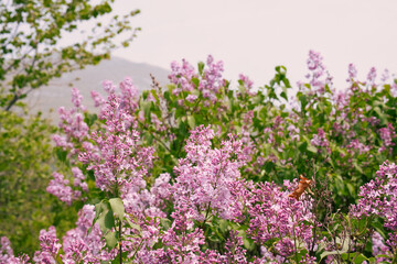 Obraz premium Wild lilac flowers blossom in the national park mountain Rtanj in Eastern Serbia