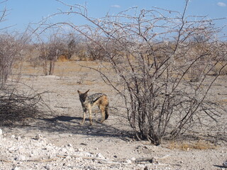 A coyote standing on a savannah, Etosha, Namibia
