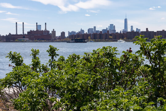 Green Bush at Hunters Point South Park in Long Island City Queens with a view of the Manhattan Skyline along the East River in New York City