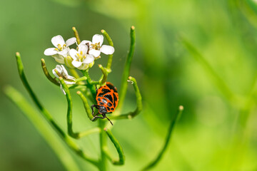 Closeup macro shot of a firebug (Pyrrhocoris apterus) sitting on a flower in the forest