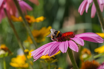 A bee on a blossom of coneflowers (echinacea) in pink, yellow and orange