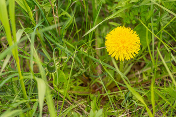 One yellow dandelion flower in green grass