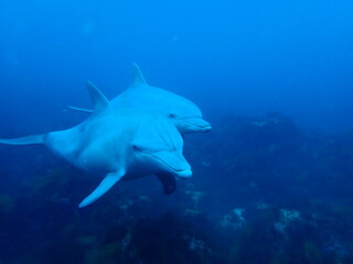 イルカ（初島）