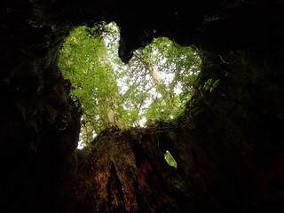 ウィルソン株（屋久島）