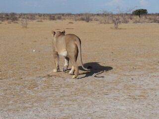 Naklejka na ściany i meble A female lion walking on a savannah, Etosha, Namibia