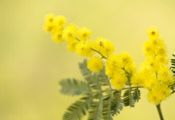 Twig of mimosa tree with blooming yellow flowers.