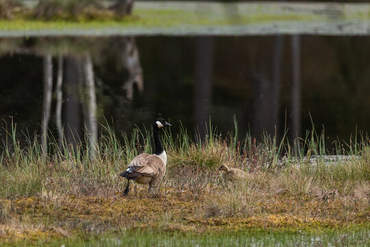 Mother canada goose with gossling sitting in a moss in a swamp. Knuthojdmossen, Sweden