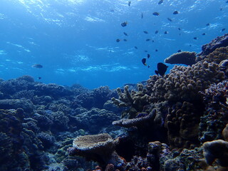 Fototapeta na wymiar サンゴ（沖縄）