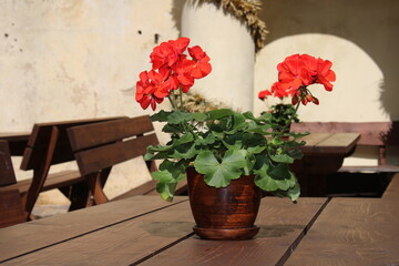Red Geranium flowers in a pot stand on a wooden table in the village