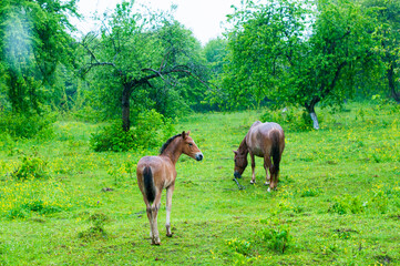 wild horse on a large meadow with beautiful scenery of blue sky and quiet at sunrise