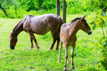 Obraz premium wild horse on a large meadow with beautiful scenery of blue sky and quiet at sunrise