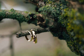 wedding rings on a tree with fur