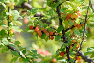 Beginning ripe Nanking cherry fruits, on the branch