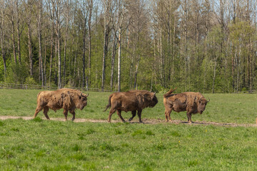 Herd of Buffalo on a green meadow in Sweden national park. Selective focus.