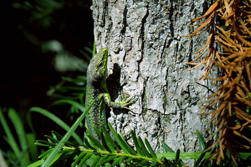 a lizard basks in the sun 