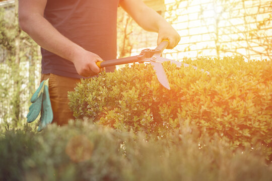 Guy With Bare Hands Is Trimming A Green Shrub Using Sharp Hedge Shears In His Garden. Worker Is Clipping Hedge In Summer Sunny Day. Close Up