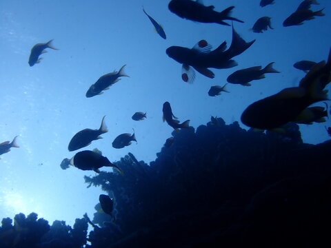 魚影 Stock Photos And Royalty Free Images Vectors And Illustrations Adobe Stock