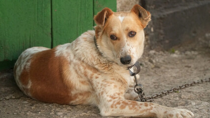Mongrel dog on a chain. Close-up of a dog in a rural yard