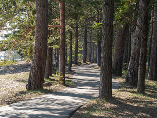 Asphalt path through the forest