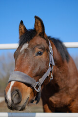 Obraz premium A sports stallion stands in a corral near the stable.