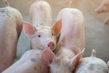 Group of pig that looks healthy in local ASEAN pig farm at livestock. The concept of standardized and clean farming without local diseases or conditions that affect pig growth or fecundity