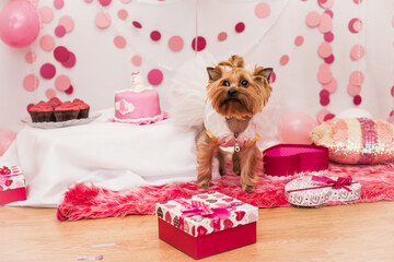 Dog's birthday for the Yorkshire Terrier in pink, shot in close-up pulsed light.