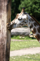 Giraffe leckt einen Baumstamm ab